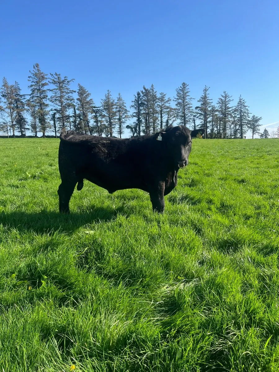 Pedigree Angus Bulls - Image 2
