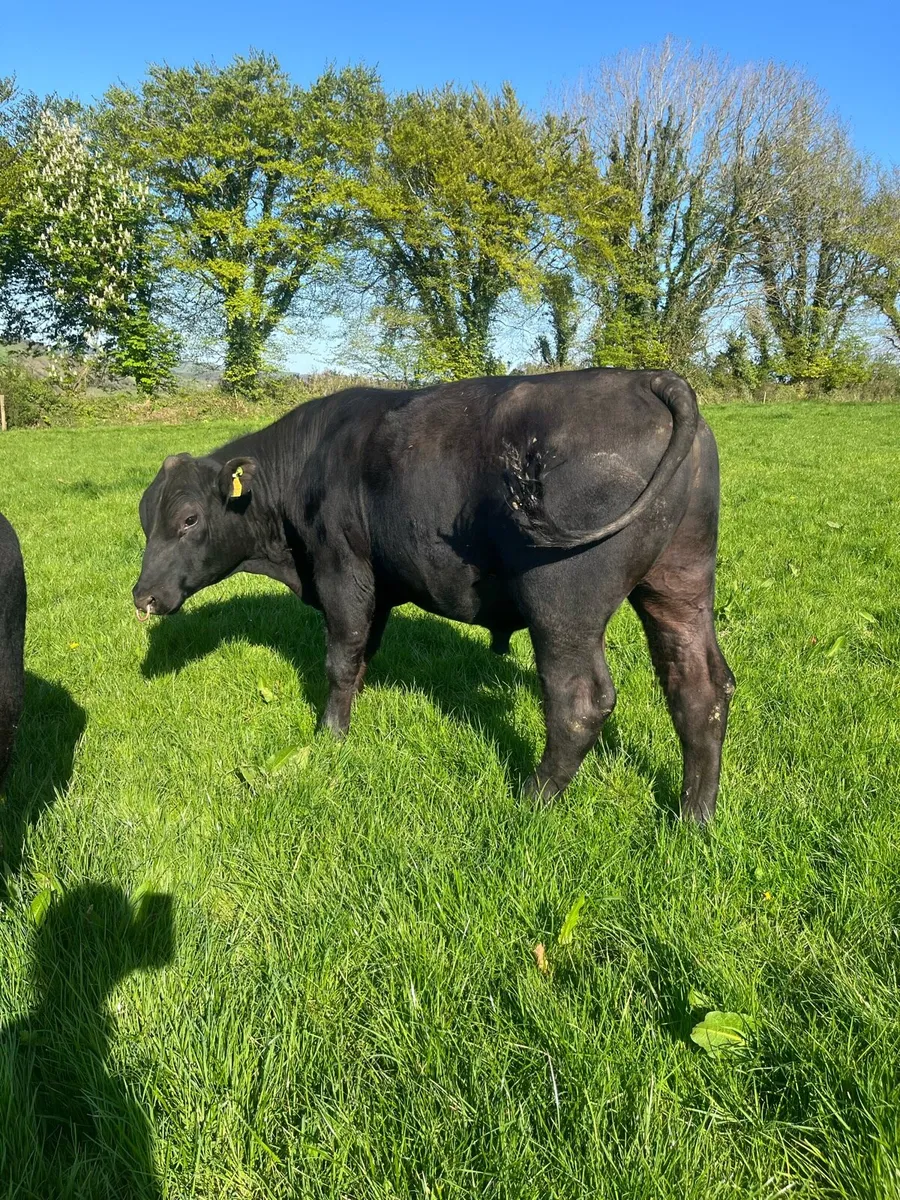 Pedigree Angus Bulls - Image 4