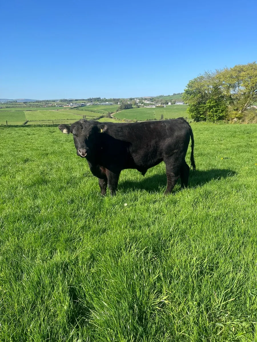Pedigree Angus Bulls - Image 3
