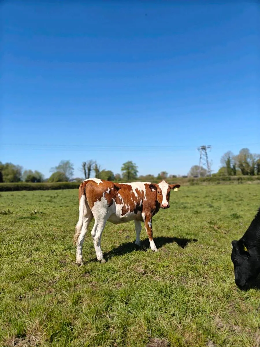 Friesian Heifers - Image 1