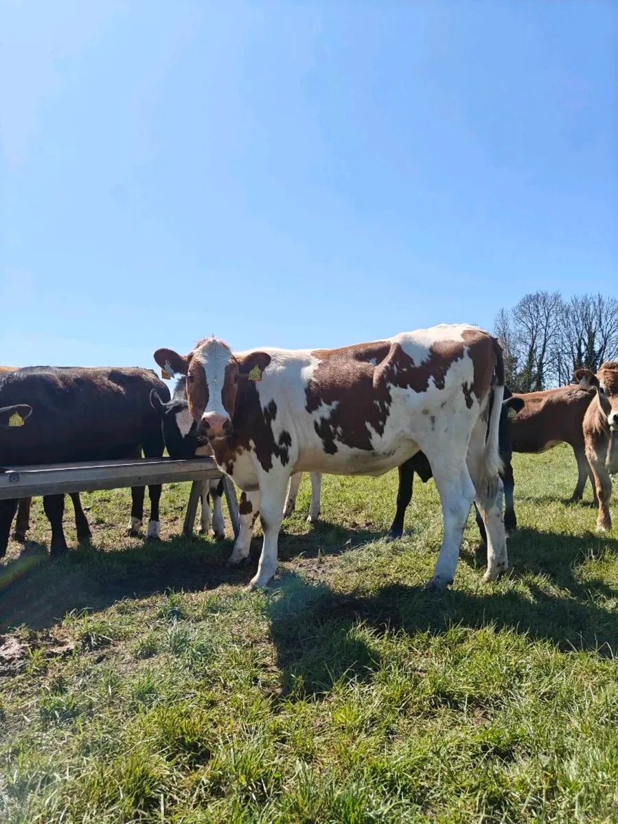 Friesian Heifers - Image 2