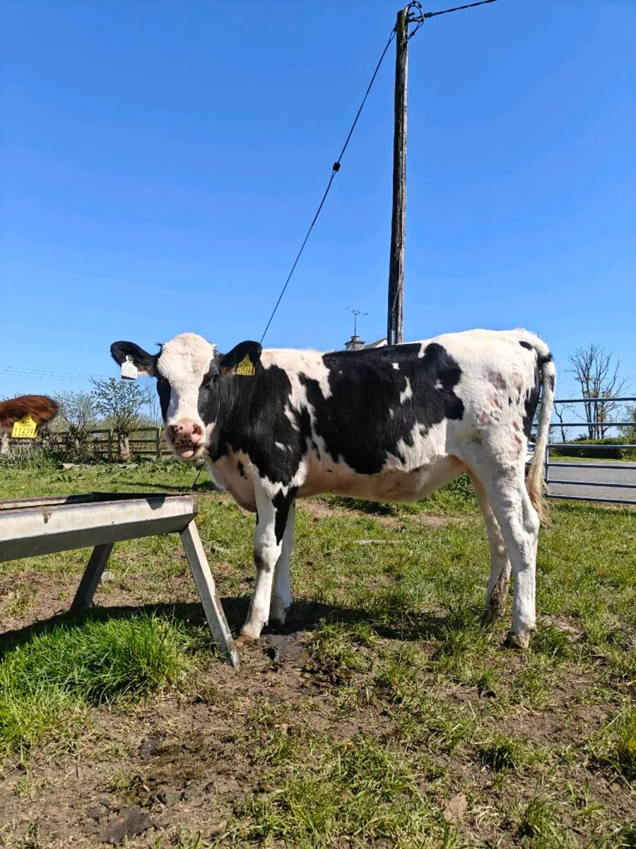 Friesian Heifers - Image 3