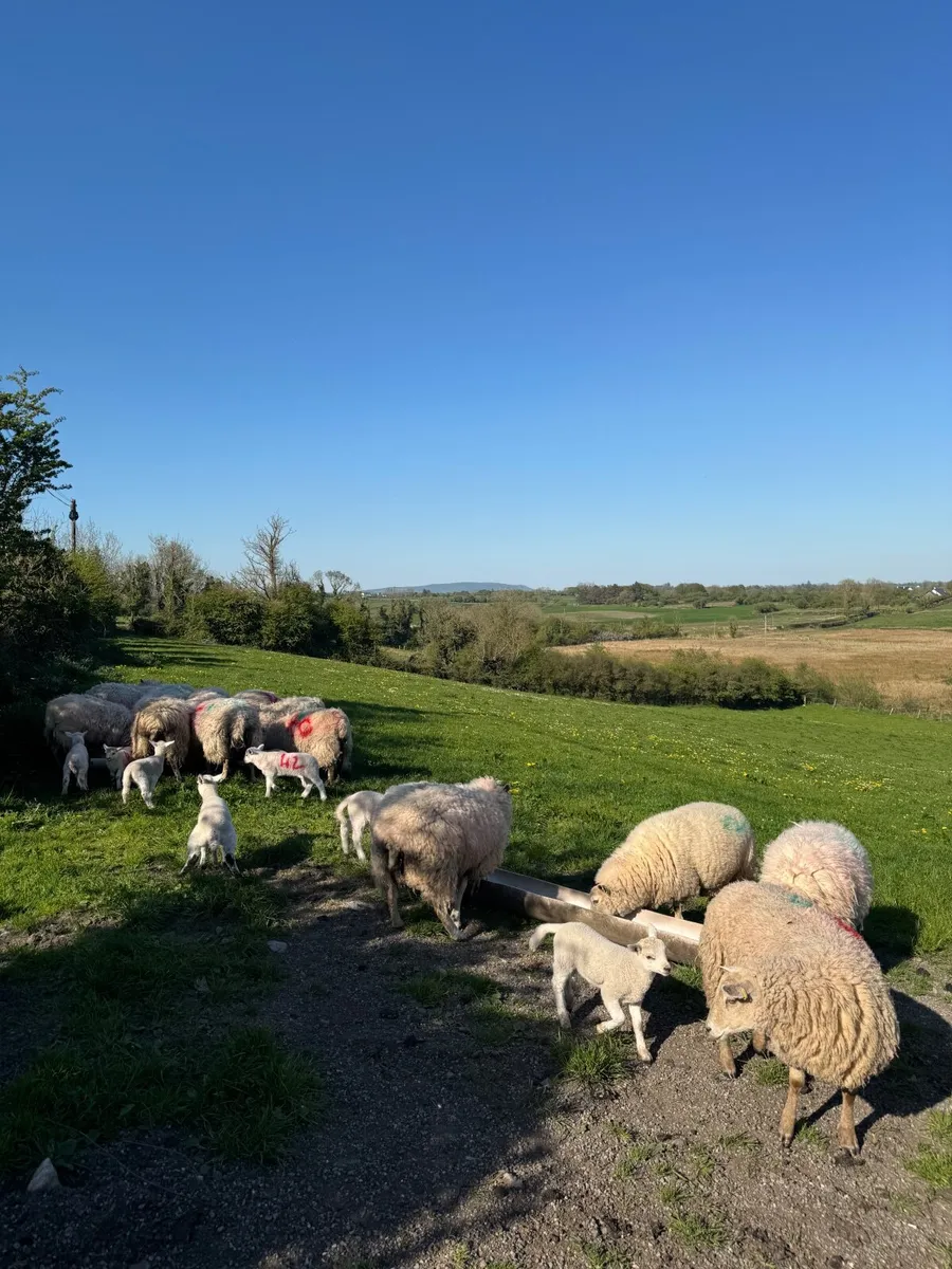 Ewe Hoggets & Lambs - Image 2