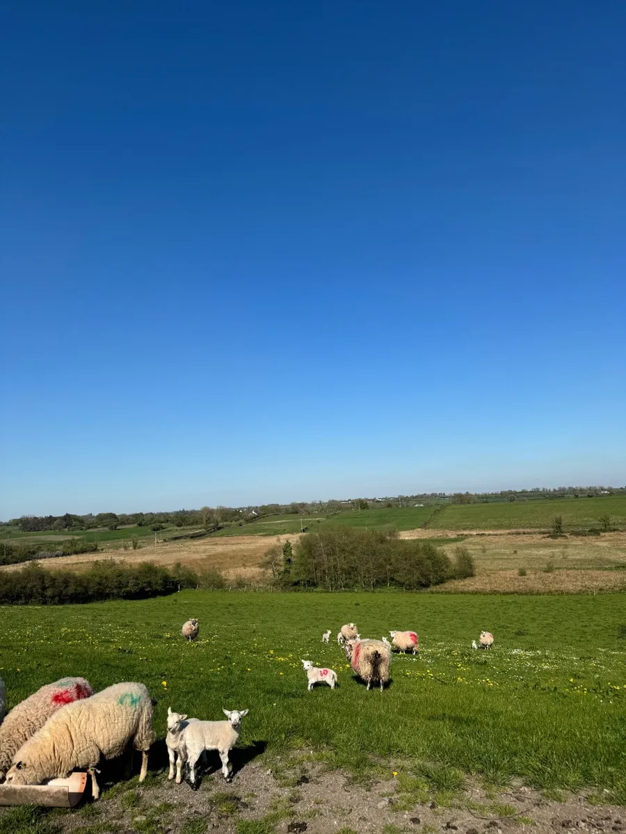 Ewe Hoggets & Lambs - Image 1