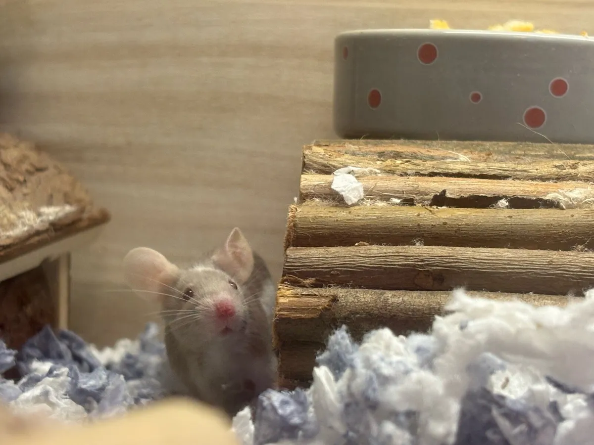 Four female fancy mice - Image 1
