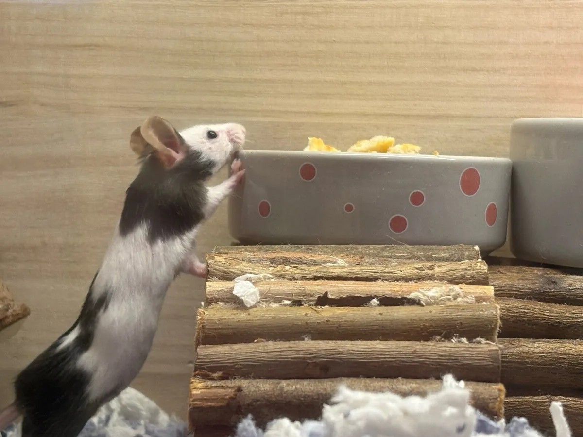 Four female fancy mice - Image 2