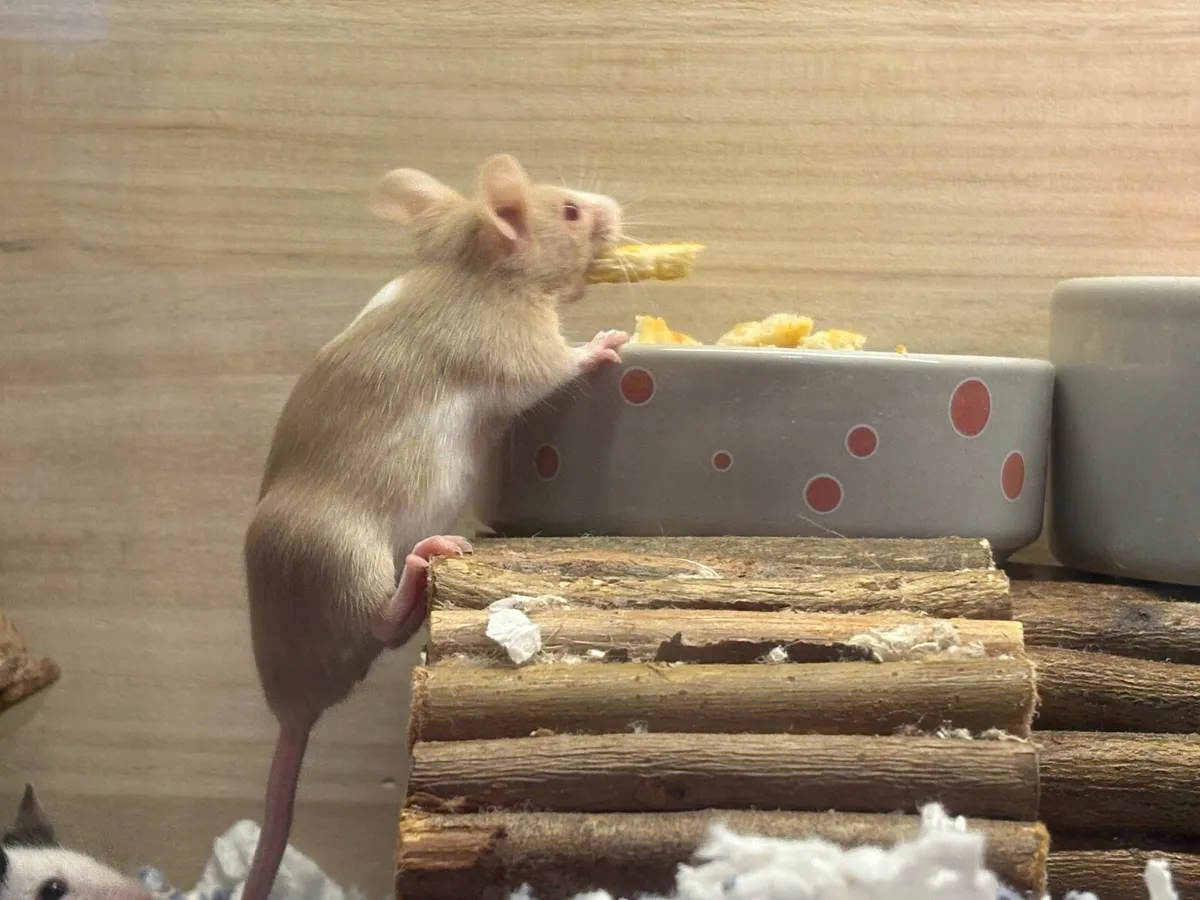 Four female fancy mice - Image 3