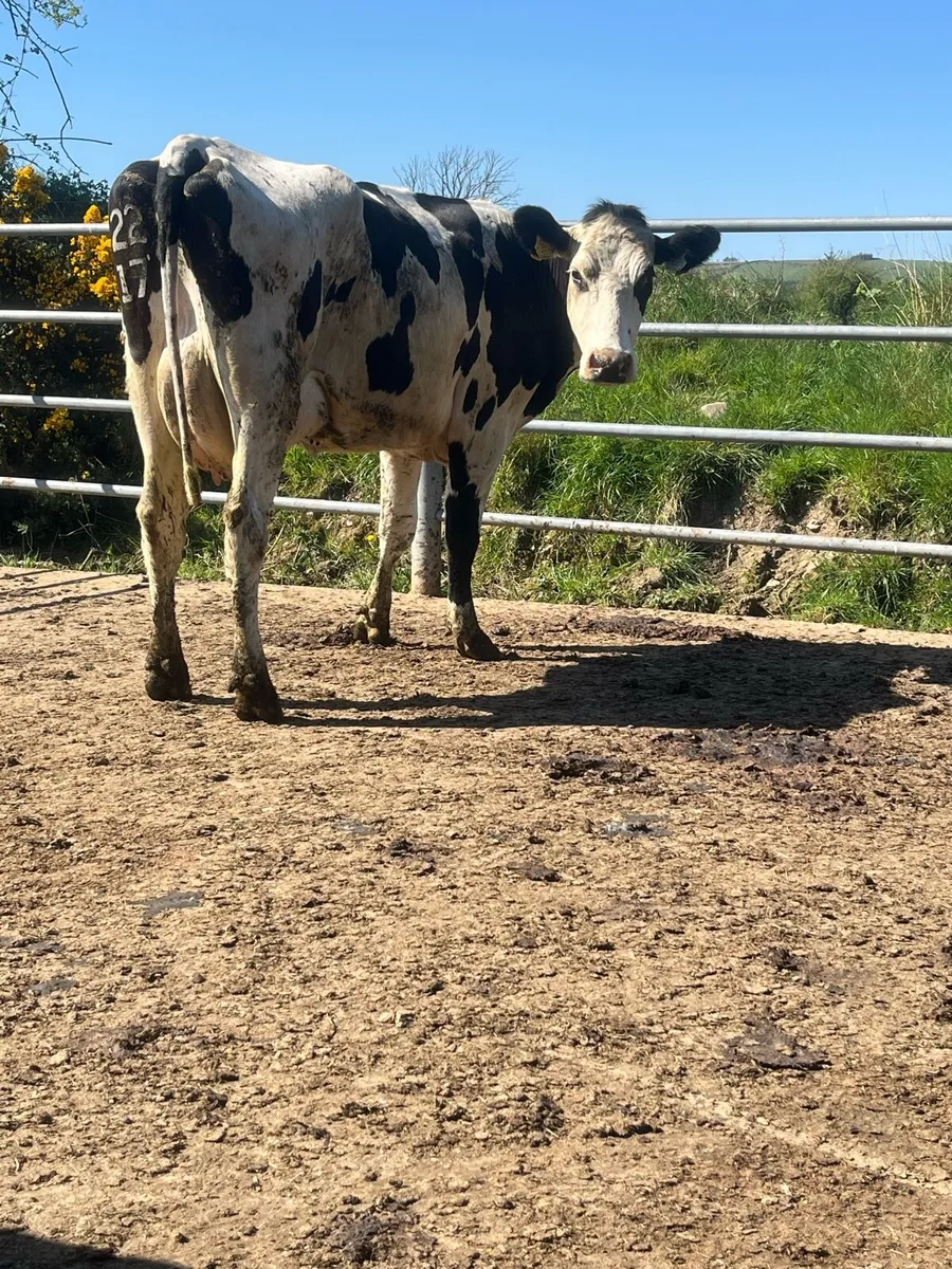 Calved cows - Image 3