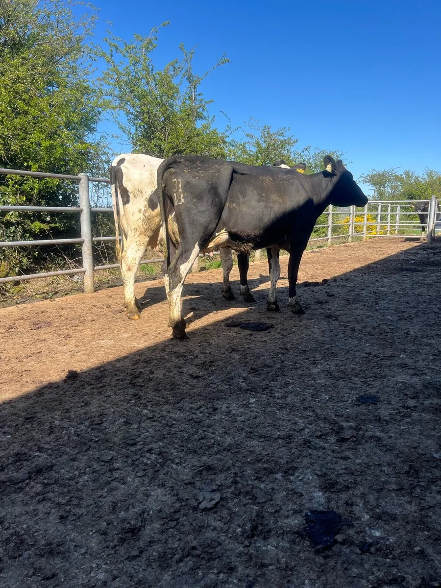 Calved cows - Image 4