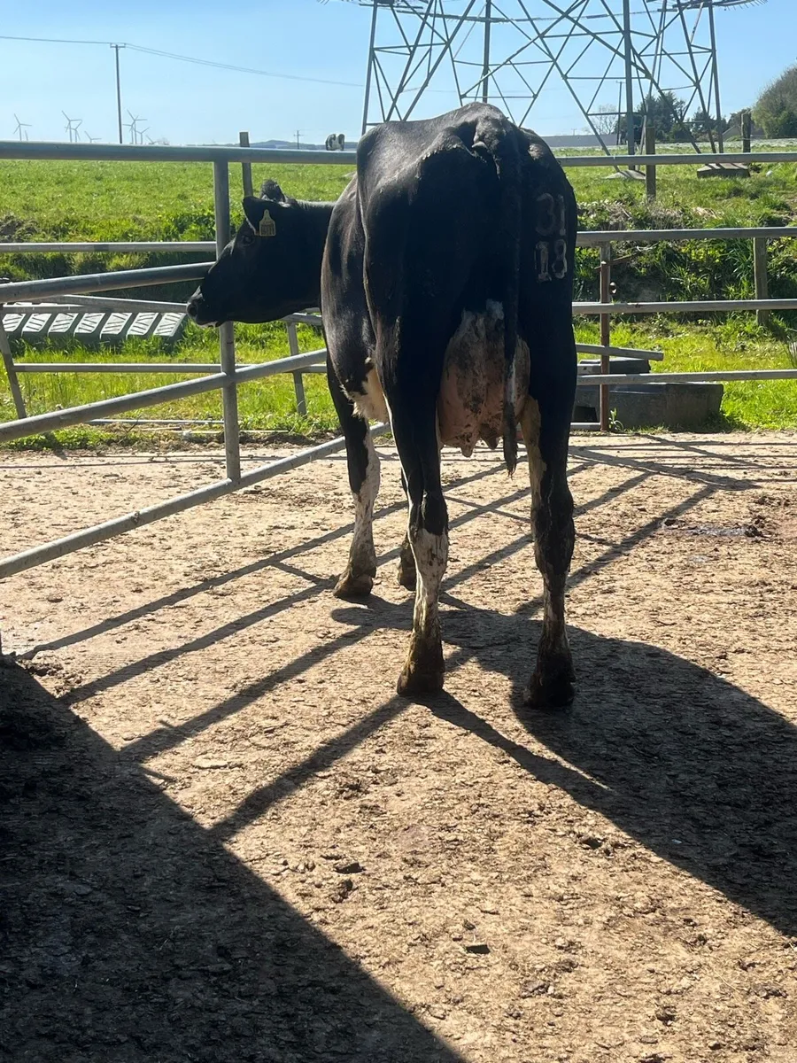 Calved cows - Image 1