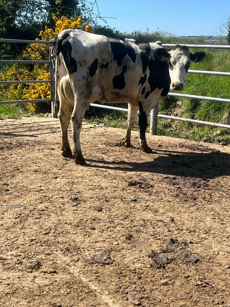 Calved cows - Image 2