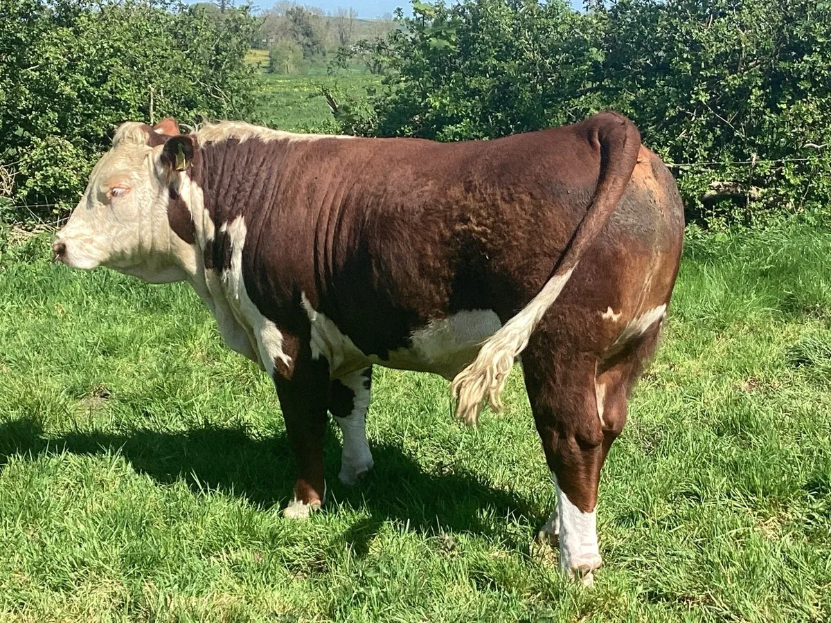 Clooncullane Hereford’s - Image 3