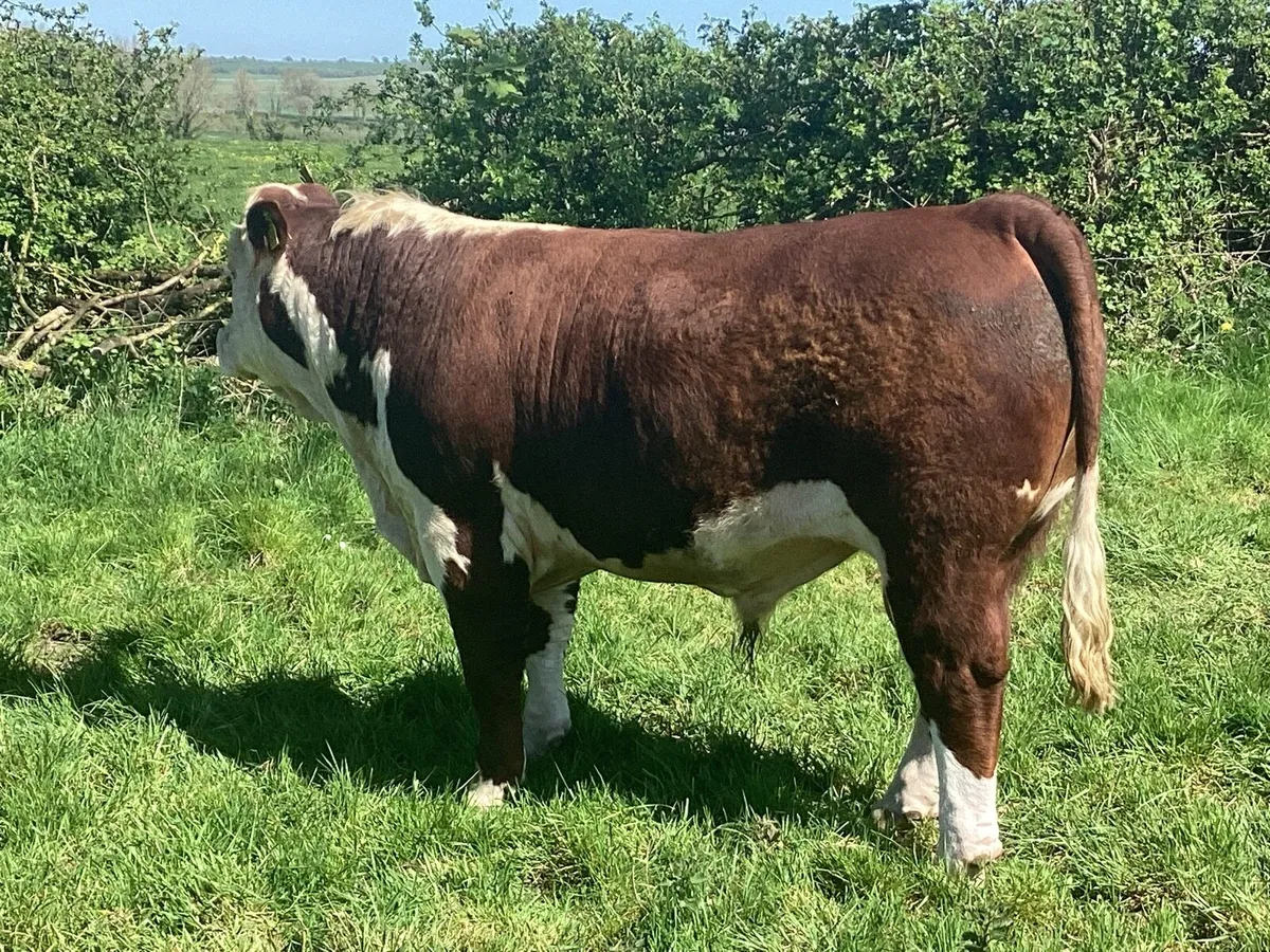 Clooncullane Hereford’s - Image 4