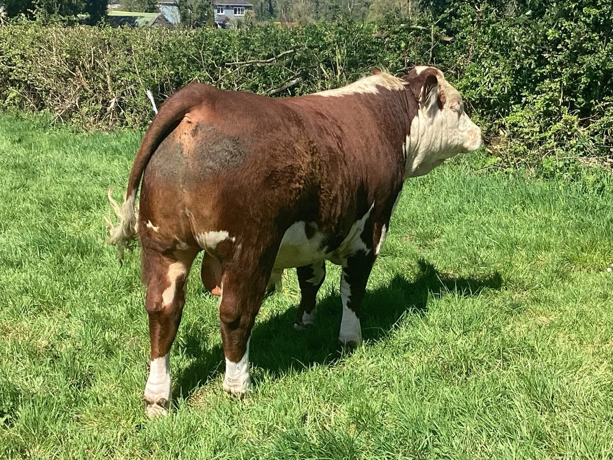 Clooncullane Hereford’s - Image 1