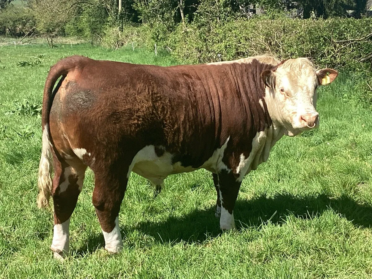 Clooncullane Hereford’s - Image 2