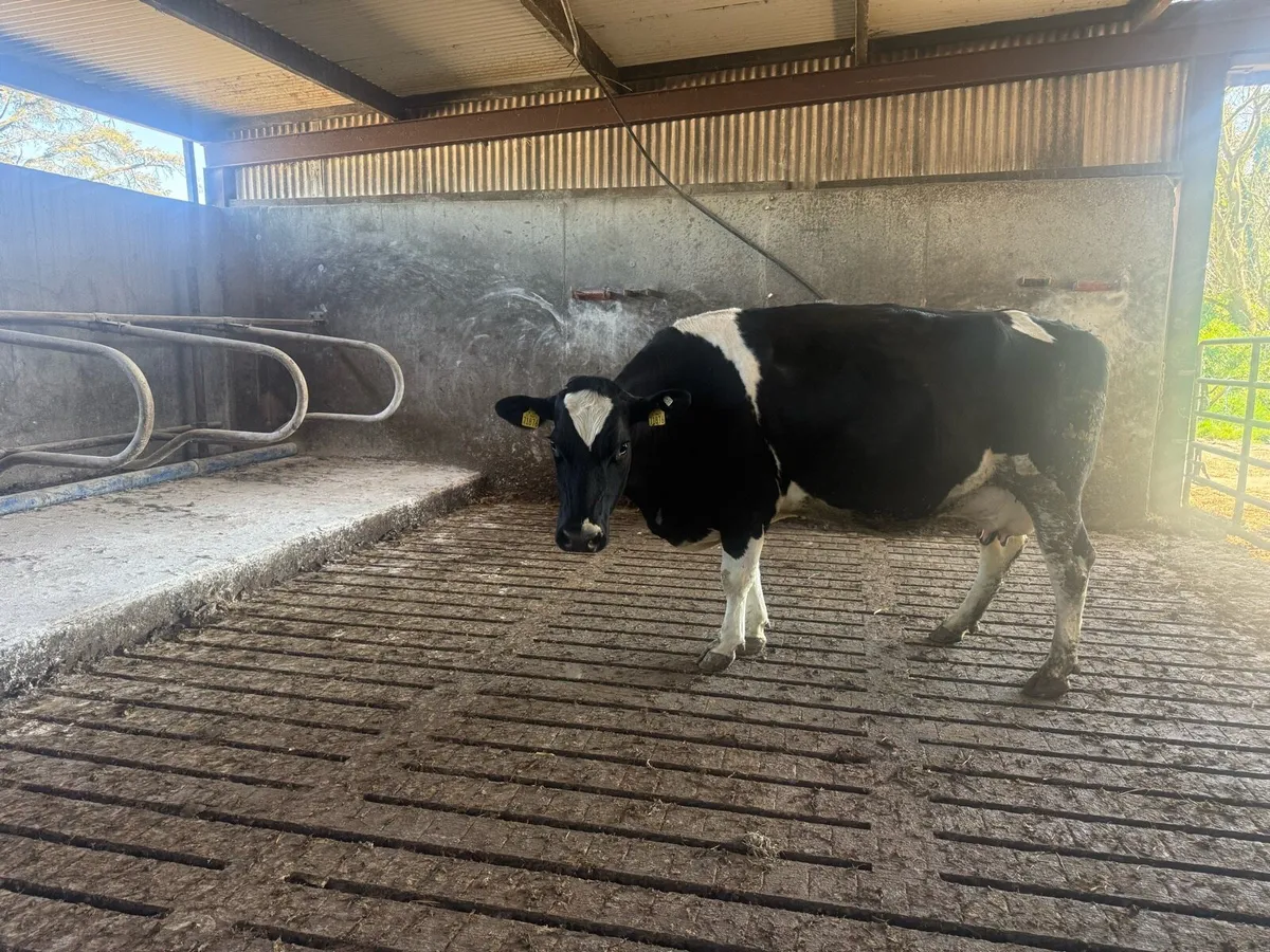 In calf cow - Image 1