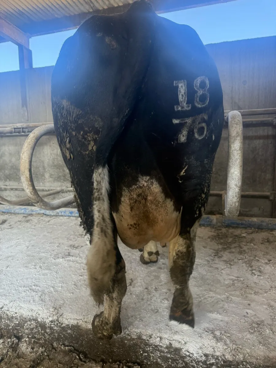 In calf cow - Image 2