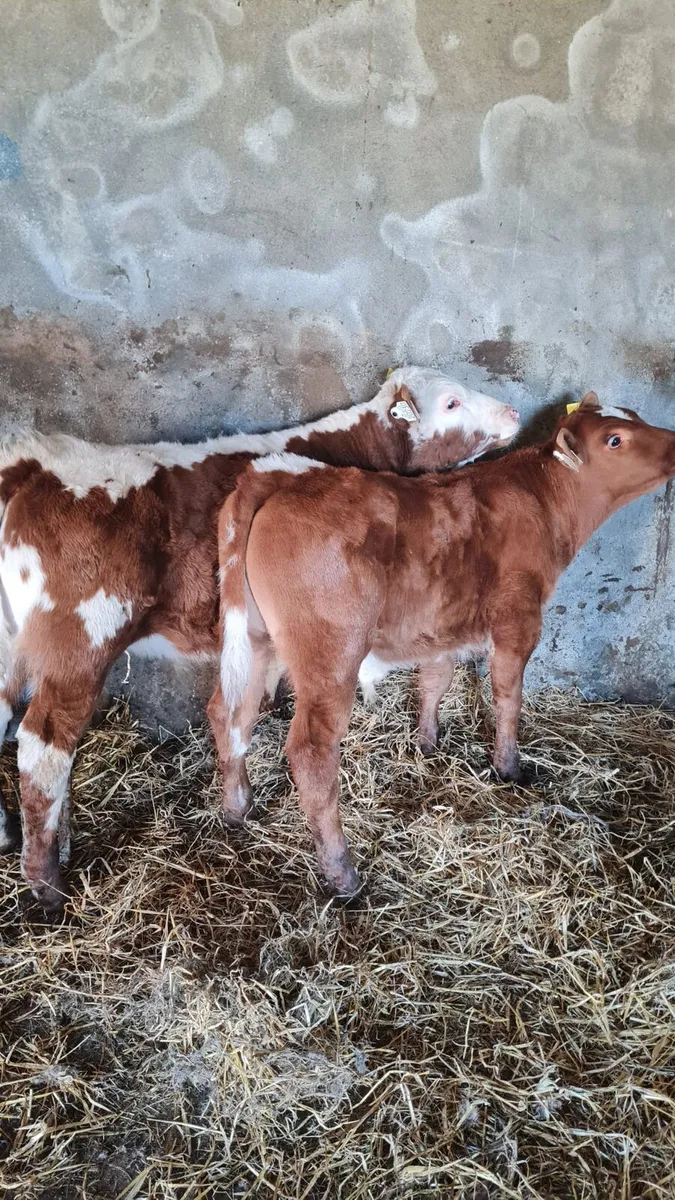 2 Continental Bull Calves - Image 2