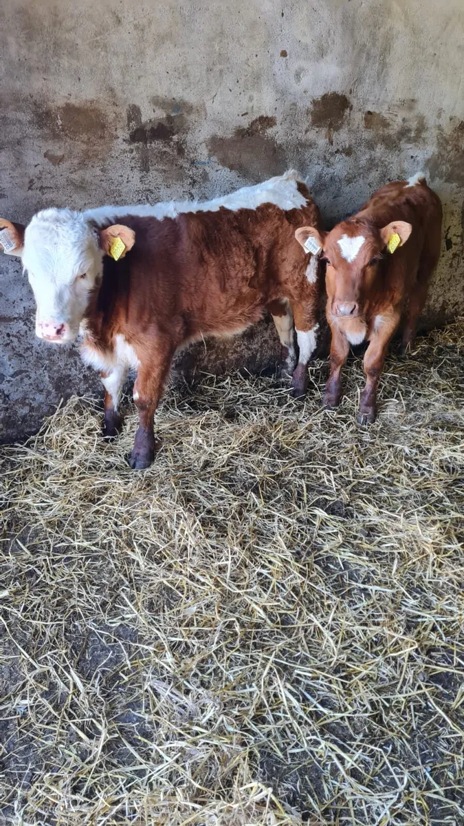2 Continental Bull Calves - Image 1