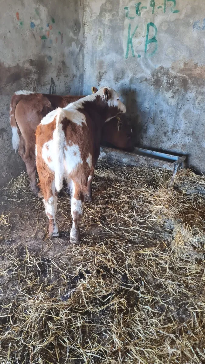 2 Continental Bull Calves - Image 3