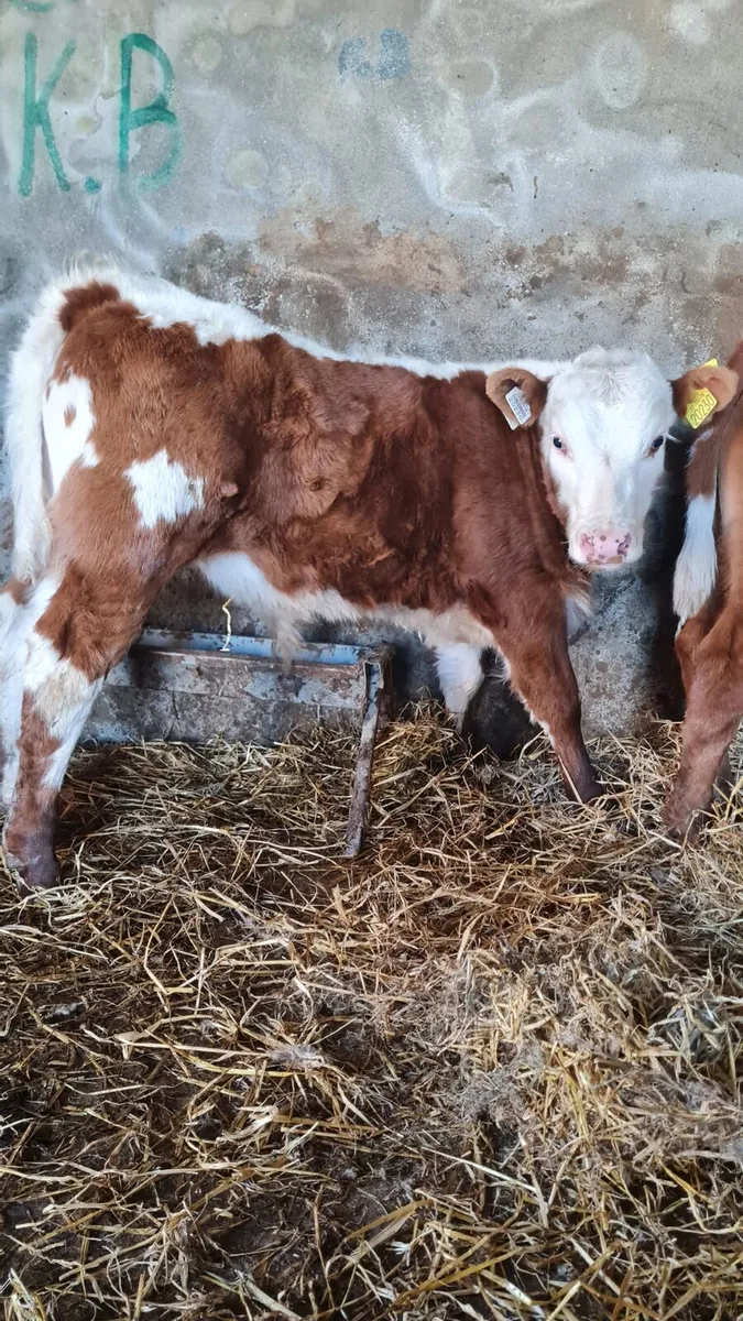 2 Continental Bull Calves - Image 4