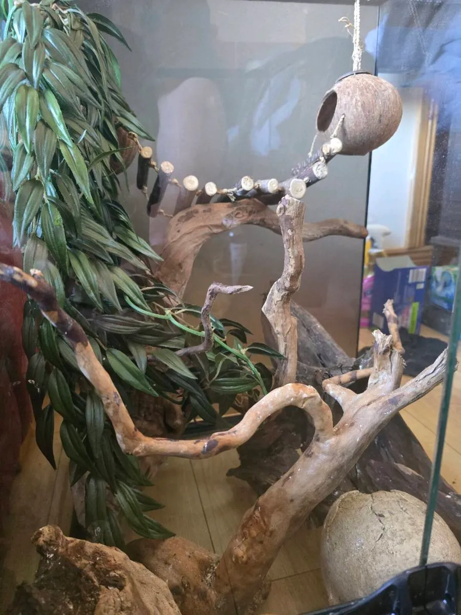 Reptile Tank - Image 2