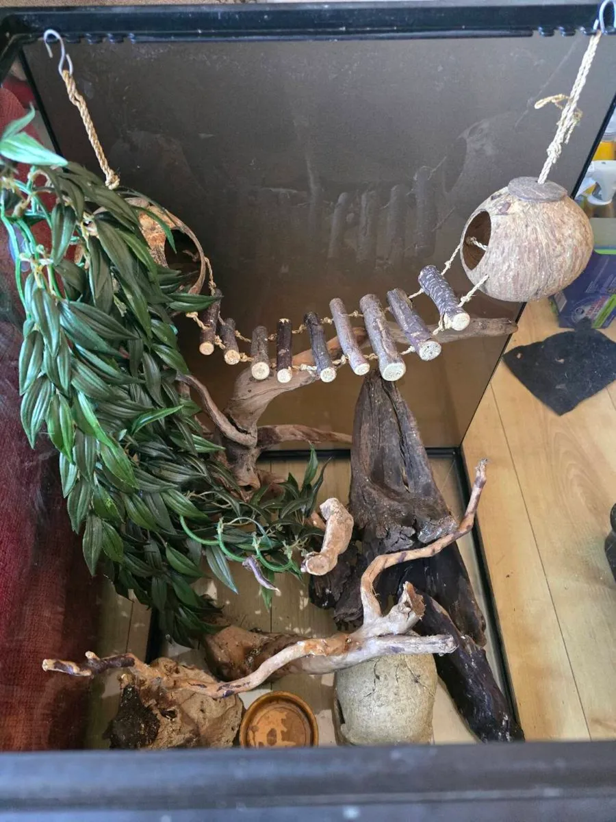 Reptile Tank - Image 3