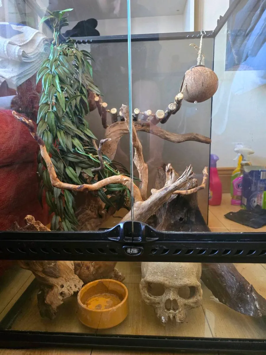 Reptile Tank - Image 1