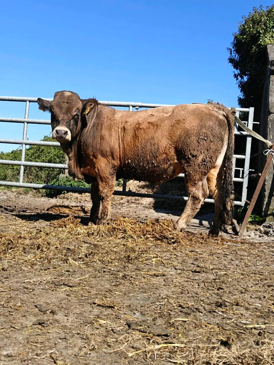 2 pedigree Aubrac bulls - Image 2