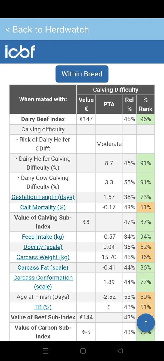 2 pedigree Aubrac bulls - Image 3