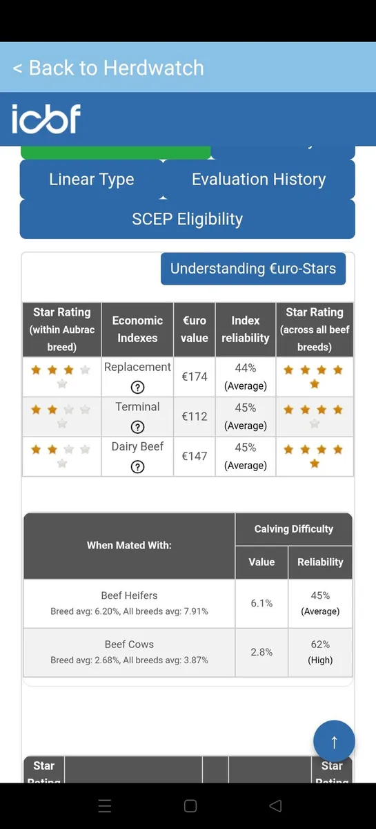 2 pedigree Aubrac bulls - Image 4