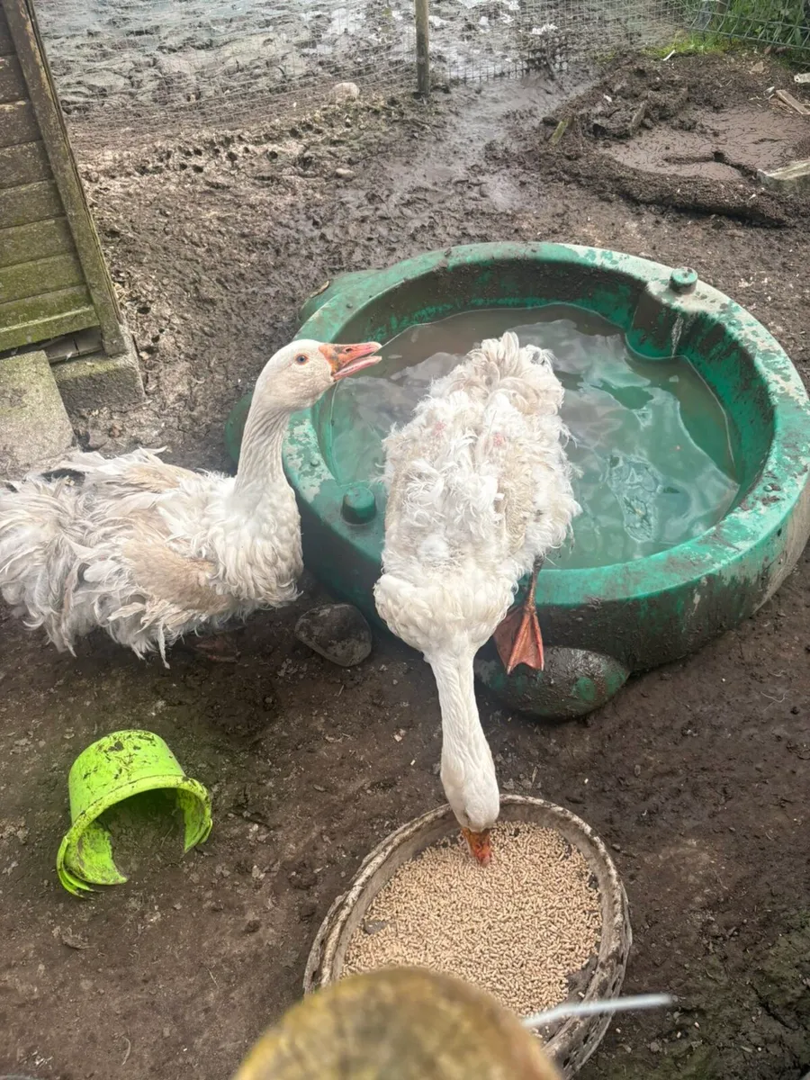 Sebasapol ganders & Silkie - Image 1