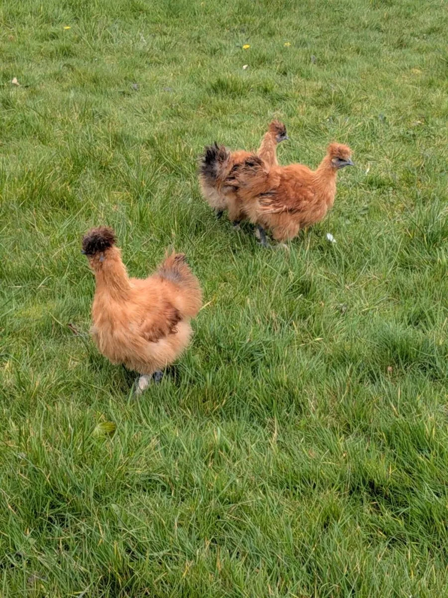 Sebasapol ganders & Silkie - Image 2