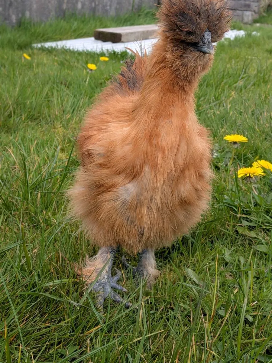 Sebasapol ganders & Silkie - Image 3