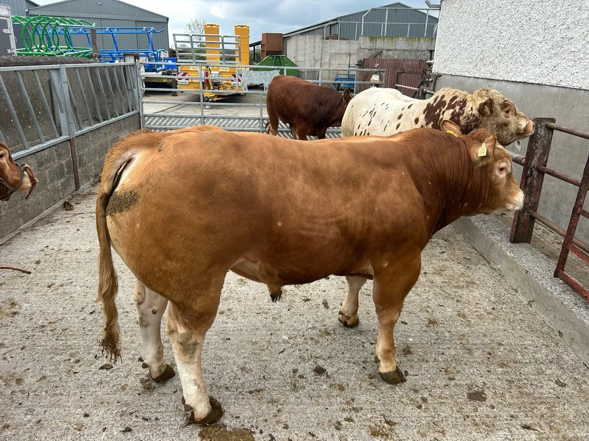 Limousine bull - Image 1