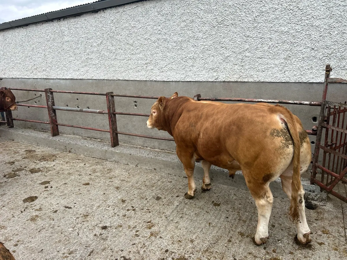 Limousine bull - Image 2