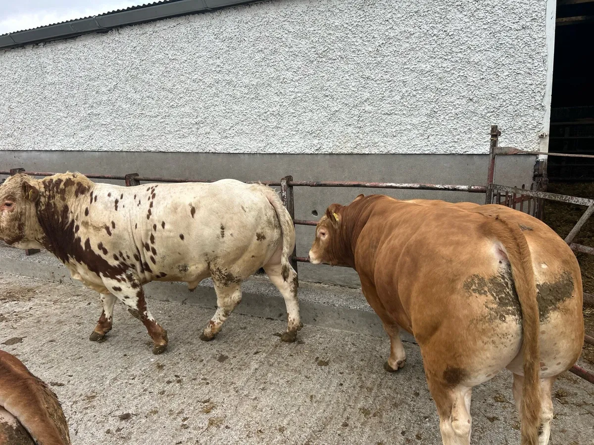 Limousine bull - Image 3