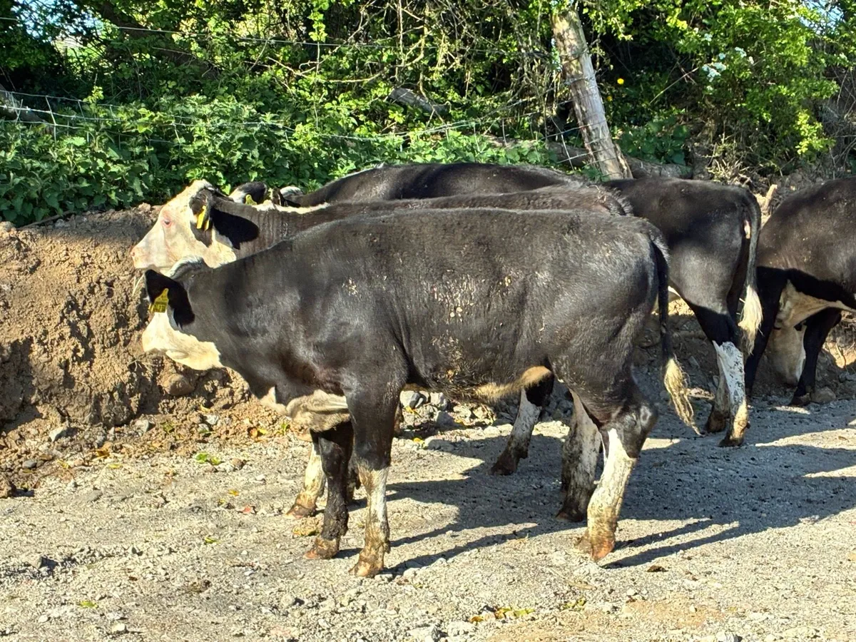 7 smashing Hereford heifers for sale - Image 1