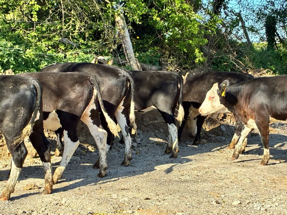 7 smashing Hereford heifers for sale - Image 3