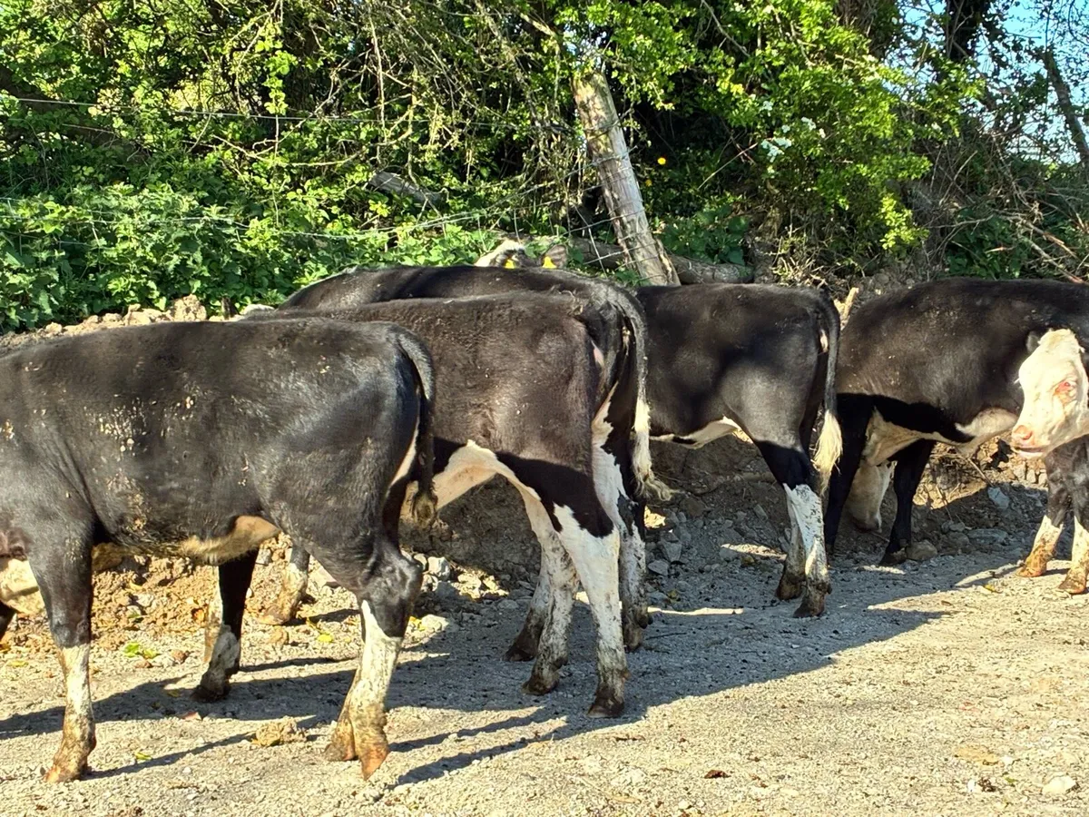 7 smashing Hereford heifers for sale - Image 2