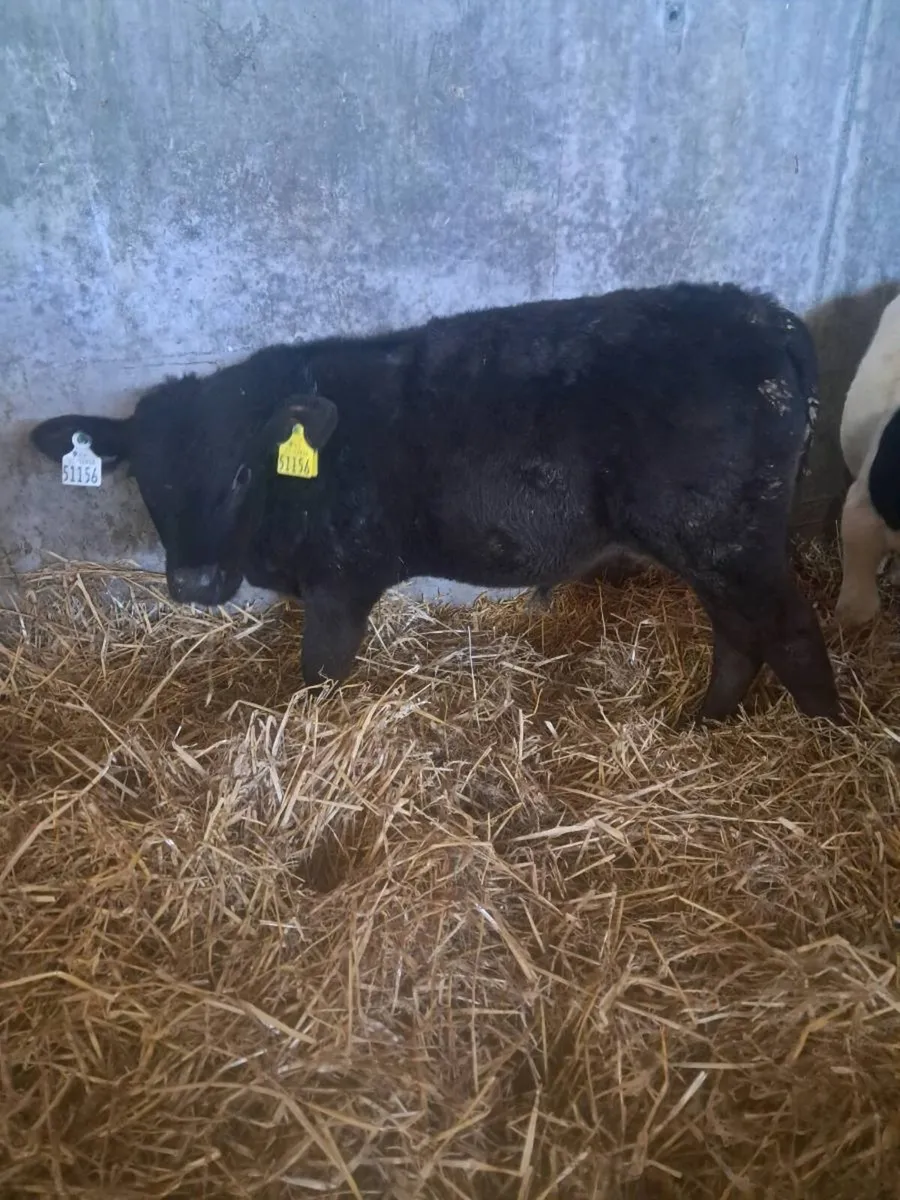 Weaned Angus Calves - Image 1