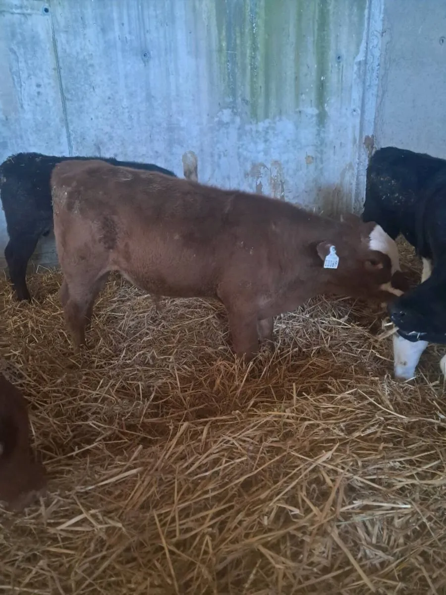 Weaned Angus Calves - Image 2