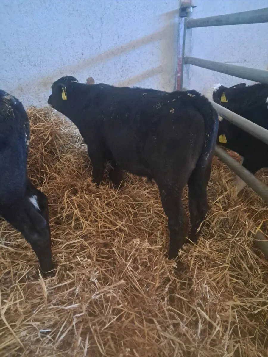 Weaned Angus Calves - Image 3