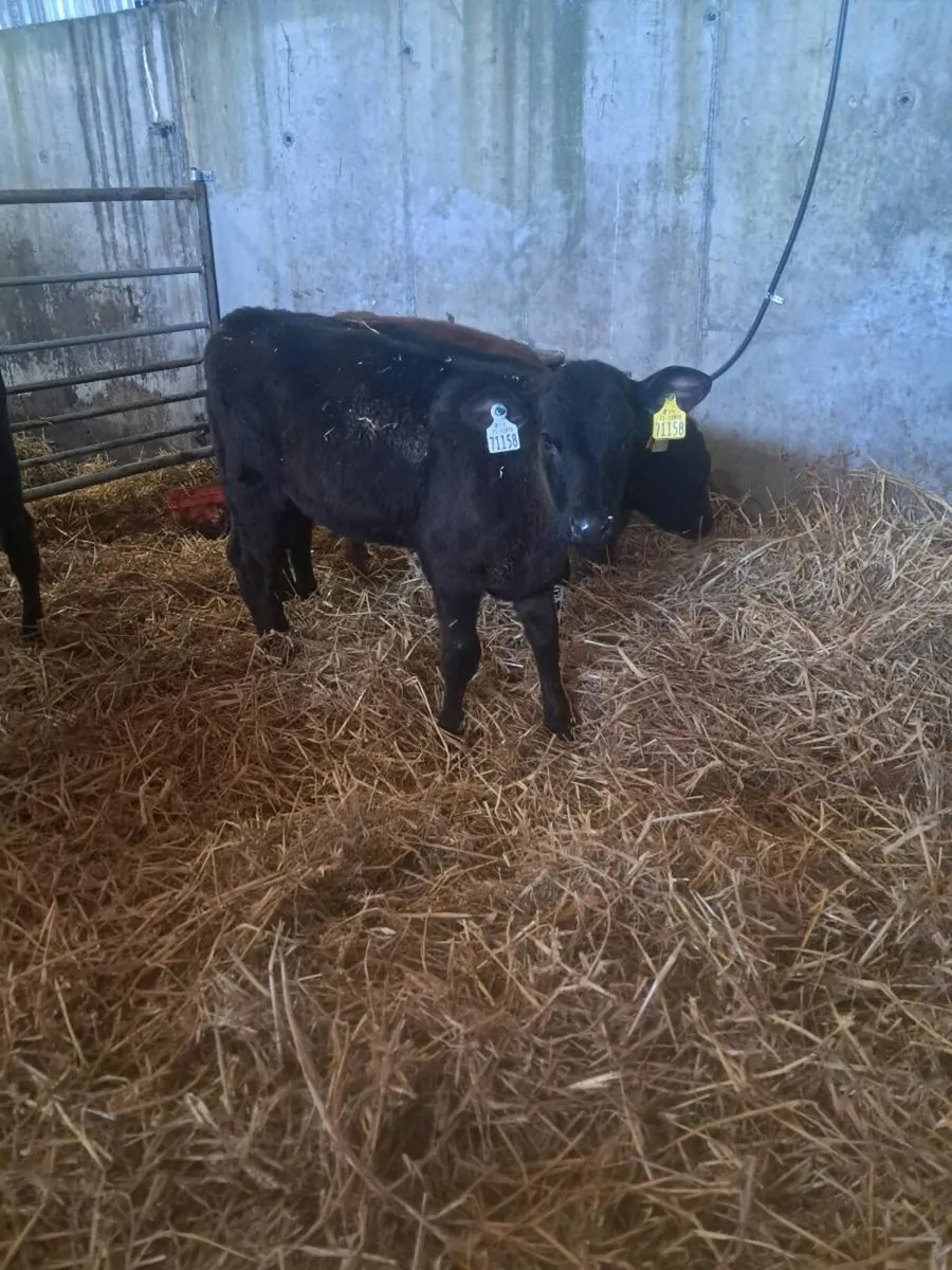 Weaned Angus Calves - Image 4