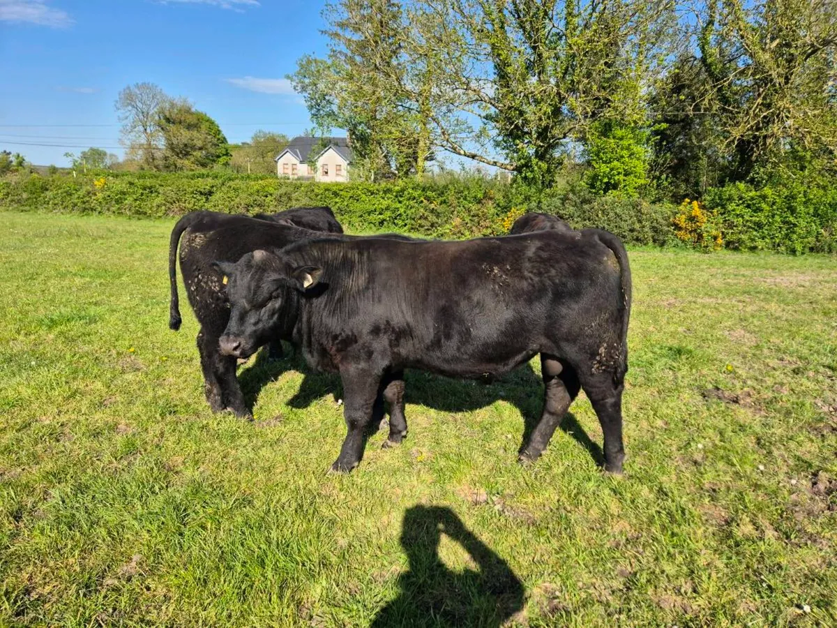 Aberdeen Angus Bulls Organic 3 remaining - Image 1