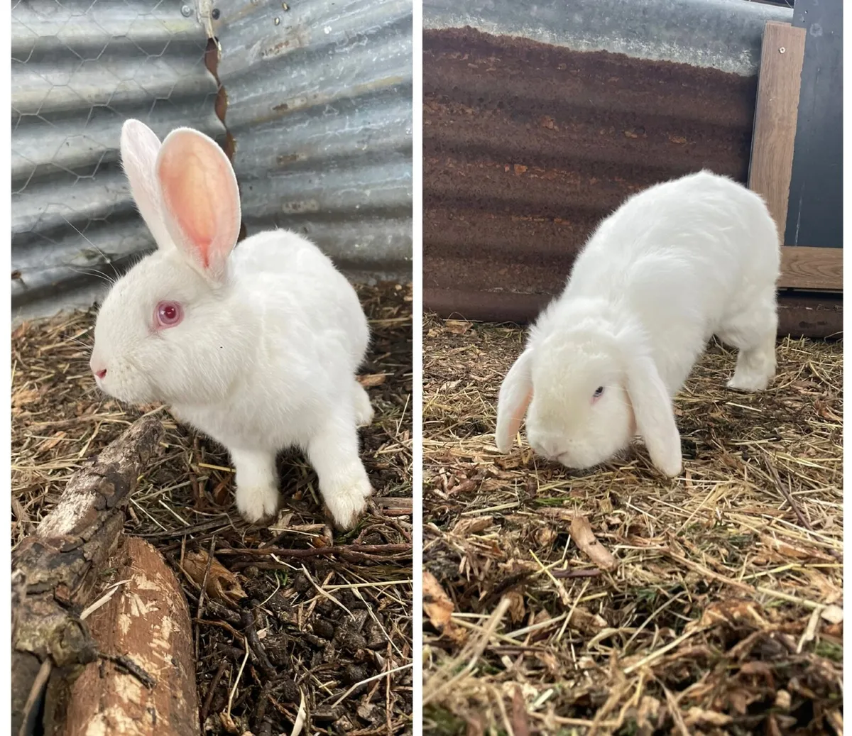 Rabbits: New Zealand White and Blue Eyed White Lop - Image 1