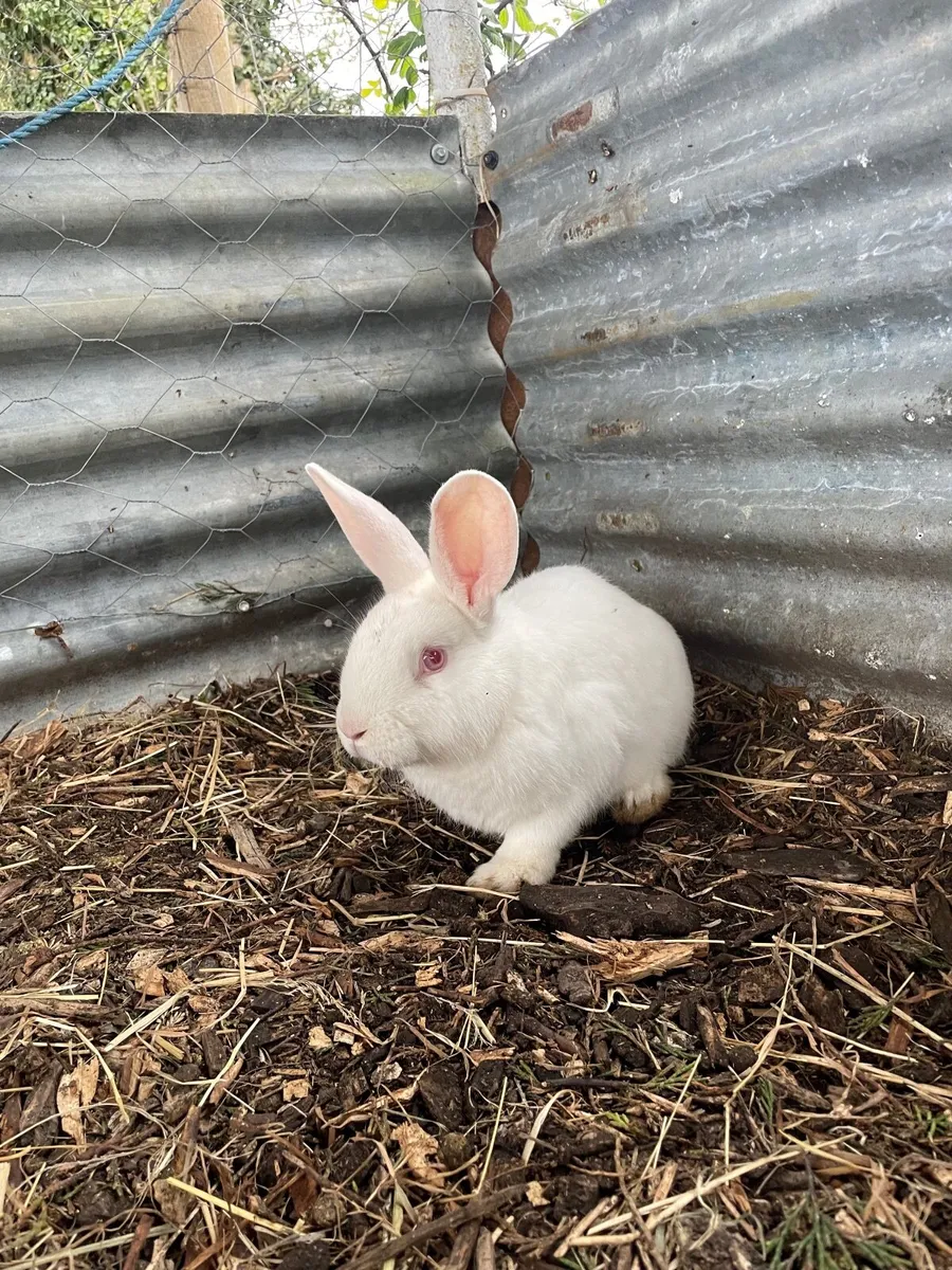 Rabbits: New Zealand White and Blue Eyed White Lop - Image 2