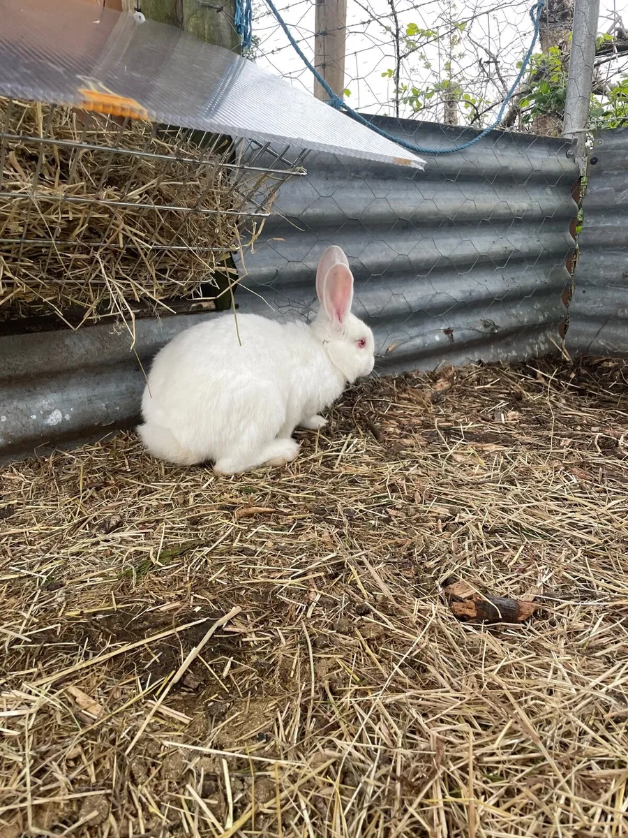Rabbits: New Zealand White and Blue Eyed White Lop - Image 3