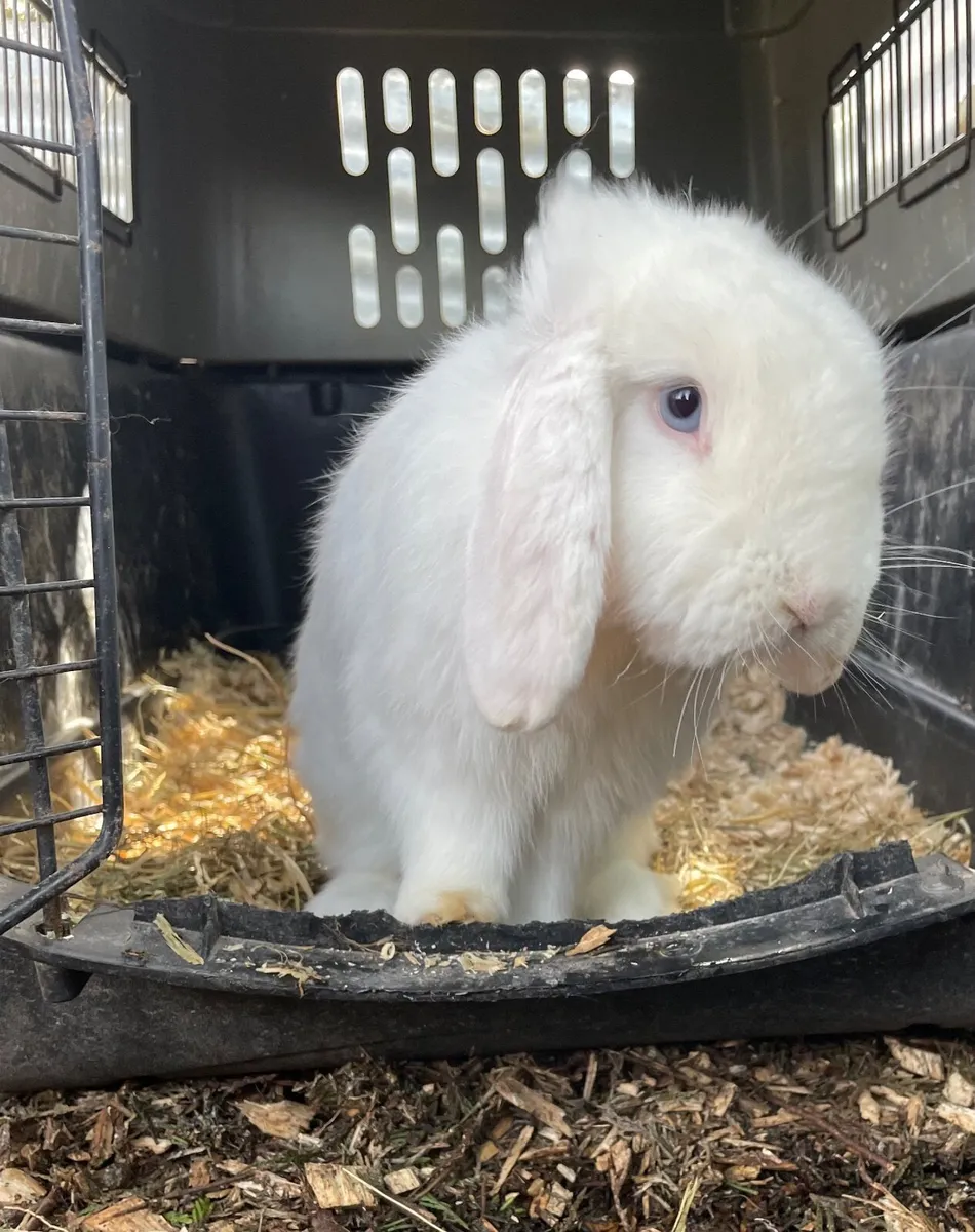 Rabbits: New Zealand White and Blue Eyed White Lop - Image 4