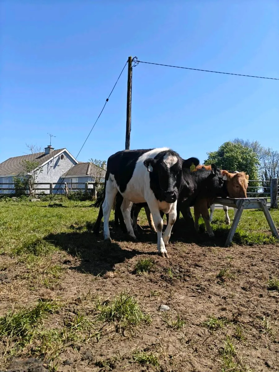 Friesian Heifers - Image 4